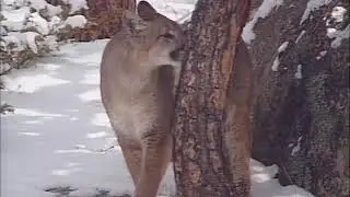Footprints on the Rockies - Mountain Lion