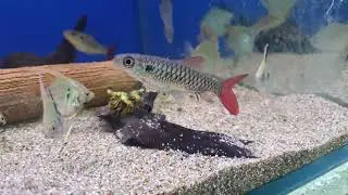 Pink-tail Chalceus at Labyrinth Aquariums, Sydney