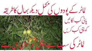Tomato farming at home 🏠| Important tips 😲|Why tomato plants falls down..? 🤔| Step by step guide 🍅