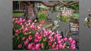 Jigsaw Puzzle | Bench tree pink tulips spring time