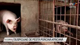 SUSPICIUNE DE PESTĂ PORCINĂ AFRICANĂ