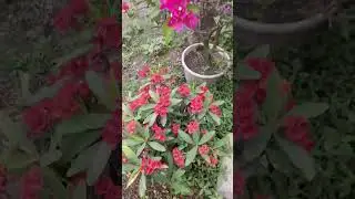 Integrated Farming 