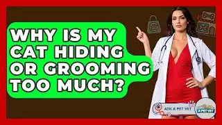 Why Is My Cat Hiding Or Grooming Too Much? - Ask A Pet Vet