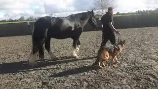 predator vs prey = balance and harmony
