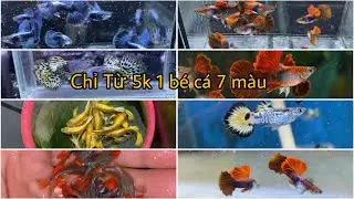 Rainbow Fish Farm - Super Cheap Prices at the End of the Year