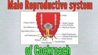 Male reproductive system of Cockroach