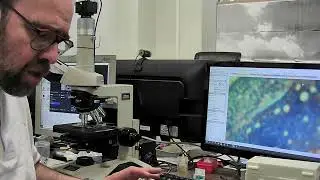 Los objetivos de los microscopios