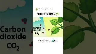 #Photosynthesis #AgriFacts #ScienceShorts #KrishiWithSumit #AgriGyan #BScAgri #FarmingFuture