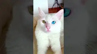 Khaomanee, the $10,000 Precious cat breed 😱😍  #cutepets #cats