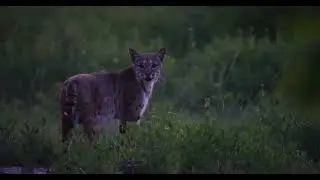 Wildlifeinfocus.org Award Winning Video, 2nd Place
