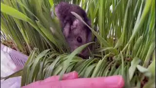 Mr chubs chubs tries grass