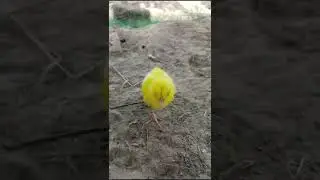 Wow Funny Hen Chicks videos ||  Videos of Cute Chickens || murgi ke  #colourchicken #shorts