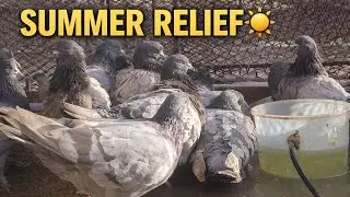 Simple Water Setup | That Saves Pigeons in Summer |