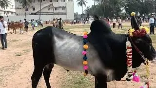 Big Kangayam Bull  | பார்த்தவுடன் பிரமிப்பு | #trendingshorts #viralvideo #jallikattu