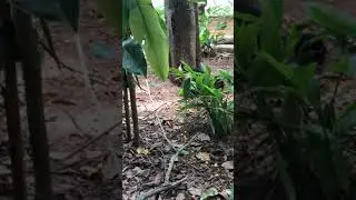 Monkey Park, Roatan, Honduras