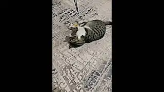 Inside my cats head be like..#katseye#cat#fyp
