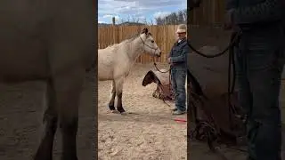 Нервная лошадь? Посмотрите это видео!