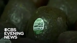 U.S. lifts ban on avocados imported from Mexico