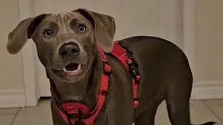 Pickup Pup: Peaches&rsquo; Dog Park Dash