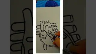 #structureofheart #shorts #love #drawing #sketching #biology #dil #ytshorts #viral #neet