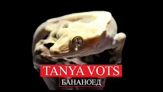 VOTS PRODUCTION - съемка Бананоеда | Correlophus Ciliatus
