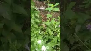 Queen Alexandra birdwing butterfly largest in the world