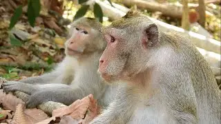 Why Jane leave her poor baby Janna alone & get new love with king monkey|Pity poor baby Janna