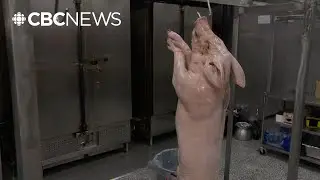 A whole hog for the holidays