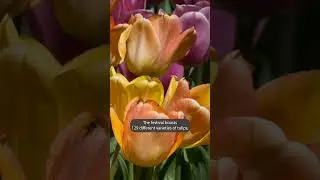Thanksgiving Point Tulip Festival behind the scenes: How Ashton Gardens gets planted