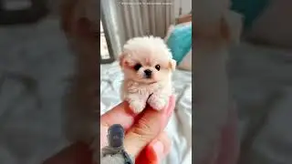 #pets #puppy #cutedog #funny #viralvideos #trending #ytshort #viral #facts #education