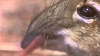 Take a closer look at that snout (Original)