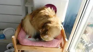 レオンのフミフミ