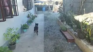 Dog lesson on how to Fetch and also exercise