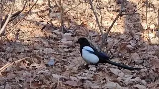 A Magpie's Stroll