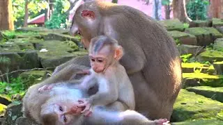 So Funny Mom Monkey Sleeping Baby Monkey Relaxing Playing  And Happy Animal Live #HM448
