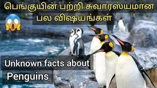 10 interesting facts about penguin| penguins life in tamil| earth resaerches tamil.
