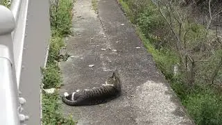 【Cat Video】 meowmeow Happy #cat  #cats  #cute
