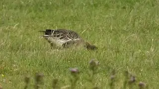 Tundra Bean Goose (Anser serrirostris)