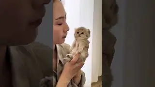 Kitten: 