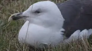 Great Black-backed Gull, Larus marinus, Landtong Rozenburg, ZH, the Netherlands, 31 Jan 2022 (1)