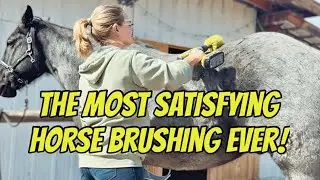 I Used a Drill-Brush On Rudnik For The First Time - His Reaction Was Unexpected…😂