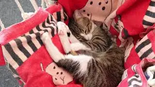 Cat's Swing Chair Dreamy Nap Spot