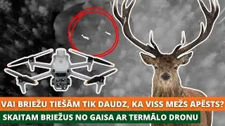 Vai briežu tiešām tik daudz, ka viss mežs apēsts? Skaitam briežus no gaisa ar termālo dronu