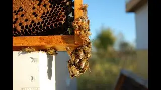 Texas Beeworks owner Erika Thompson shows what it's like to be a beekeeper