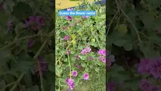 Flower 🌺 guess the name #dailyvlog #views #viral #youtubeshorts #flowers #trending #shorts