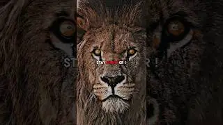 Sigma Rule🔥👿 || Strong Mindset🦁👑 || Motivation quotes #shorts #attitude #sigmarule