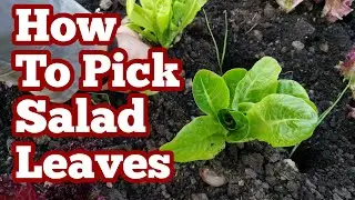 Picking Lettuce & Salad Greens/ Healthy Plants & Continuous Harvest Using Charles Dowding's Method