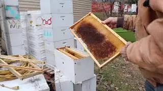 Starter Strips and Bee Chat with Randy Oliver