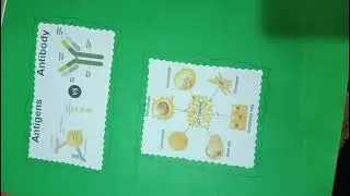Biology-Immunity/Immune System # Human body Immunity# Immune System# Biology topic