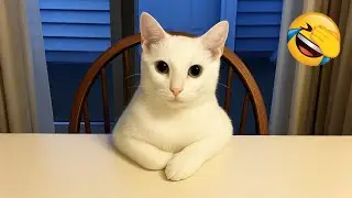 You won&rsquo;t be able to stop laughing with these playful pets! 😂